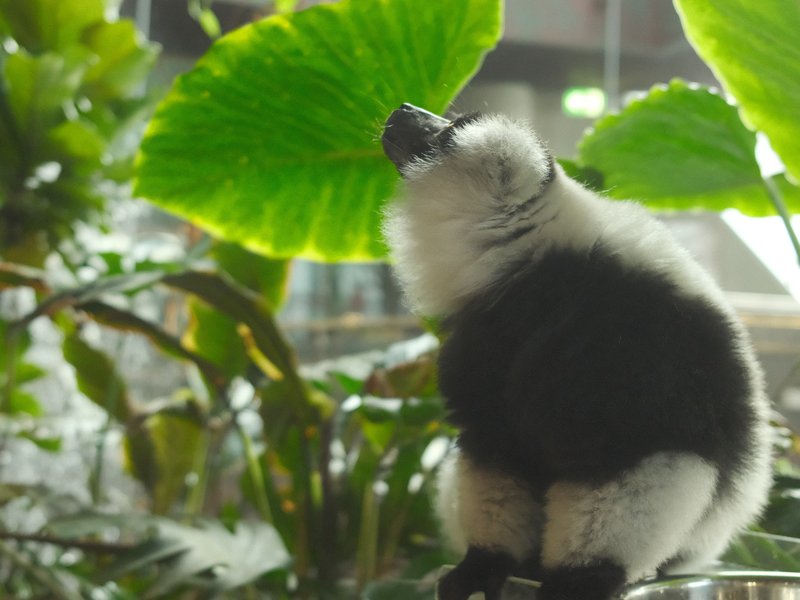 A fluffy black and white animal sitting near large green leaves in a lush environment.
