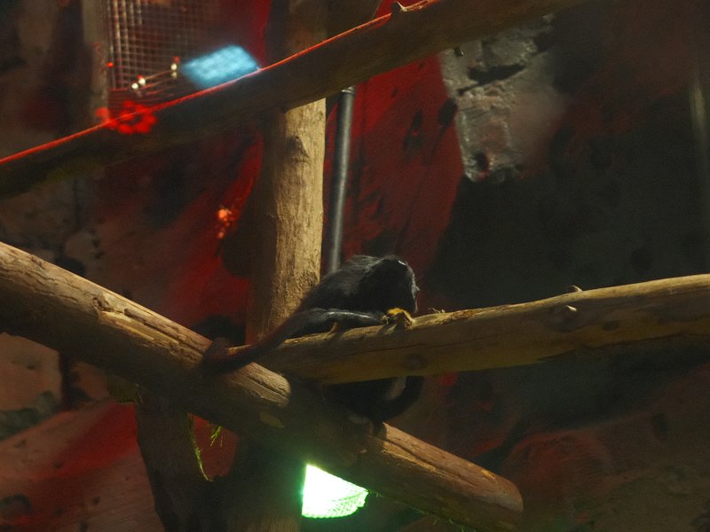 A dark-colored bird perched on a wooden branch in a dimly lit environment with colorful lights.