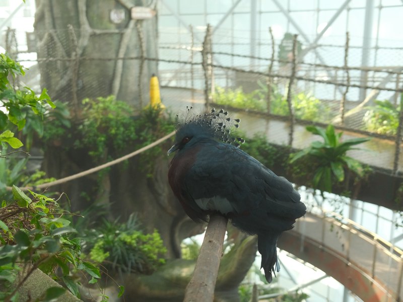 A dark bird perched on a branch in a lush, green indoor environment with plants and a walkway.