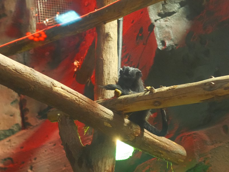 A small black monkey perched on wooden branches in a colorful, abstract environment.