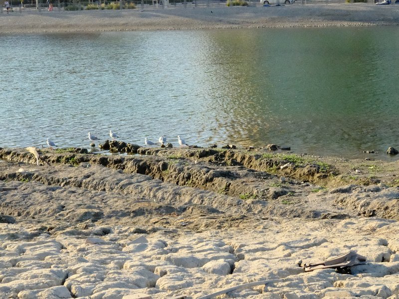 A serene lakeside scene with birds along the shore and gentle water reflections.
