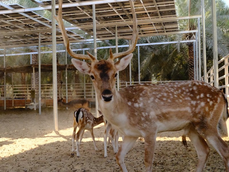 A spotted deer with large antlers stands in a barn-like enclosure with other deer in the background.