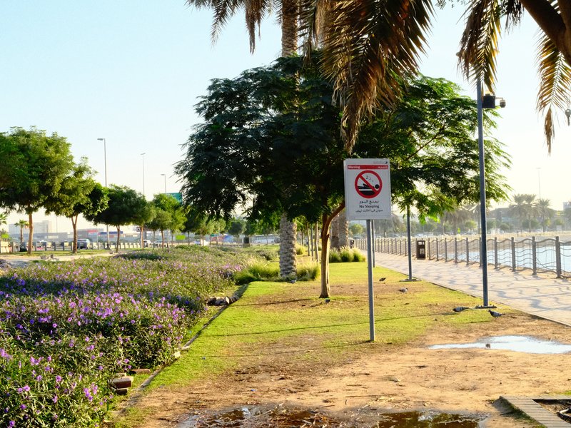 A serene beach park scene with palm trees, green grass, and a no swimming sign near the water.