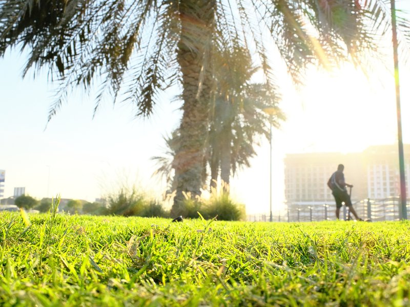 A silhouette of a person walking near a palm tree with sunlight shining through the leaves.