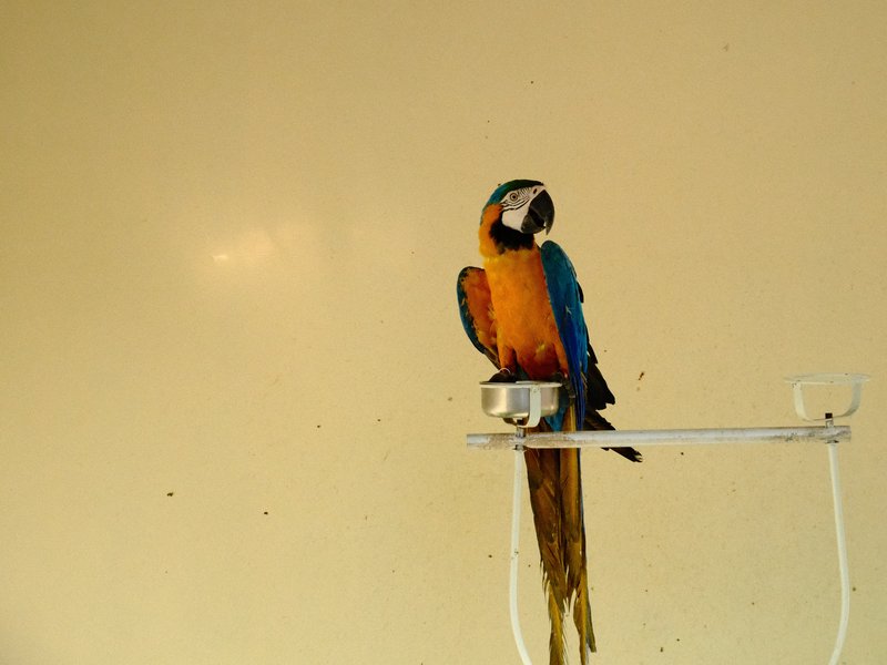 A colorful parrot perched on a stand against a plain background.