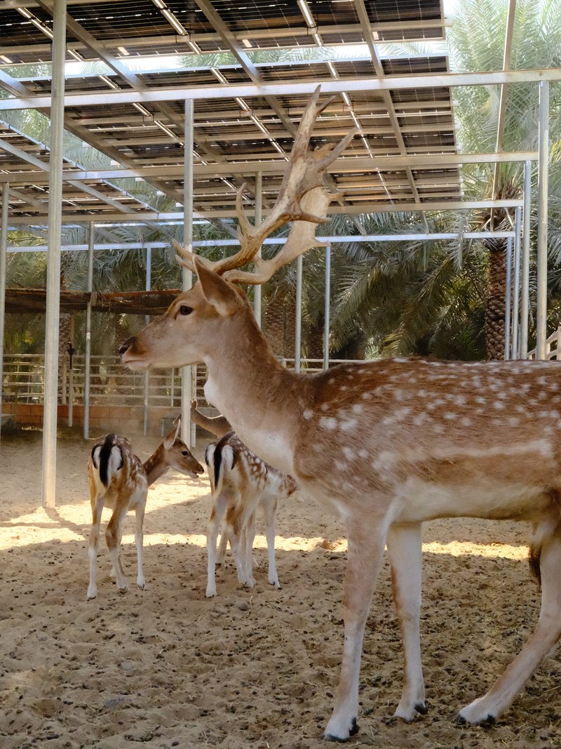 A deer with antlers stands in a sandy enclosure with two fawns nearby, surrounded by palm trees.
