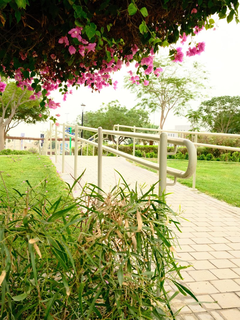 A pathway with a gentle slope surrounded by greenery and flowering plants under a bright sky.
