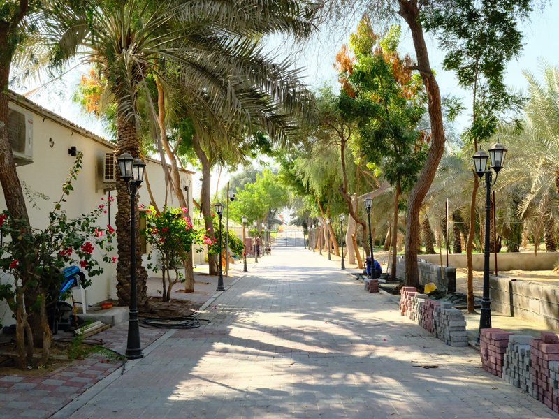 A tree-lined pathway in a park with palm trees and benches, creating a serene atmosphere.