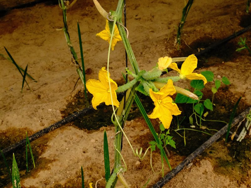 Close-up of vibrant yellow flowers growing in sandy soil with green stems and leaves.