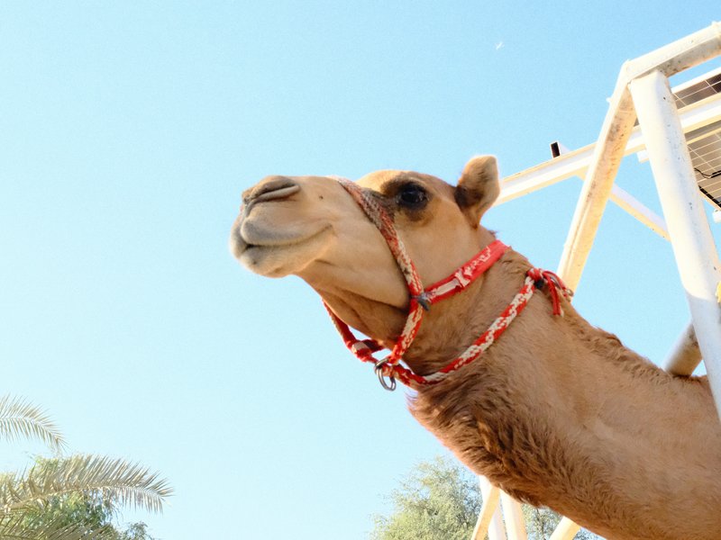 A close-up of a camel with a blue sky in the background, showcasing its features and harness.