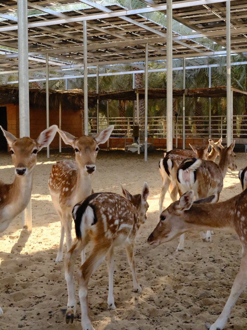 A group of spotted deer in a sandy enclosure with wooden structures in the background.