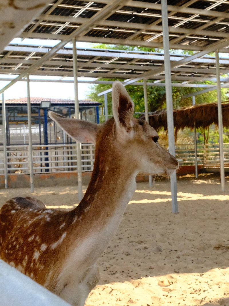 A close-up of a young deer in a sandy enclosure with a metal structure overhead.