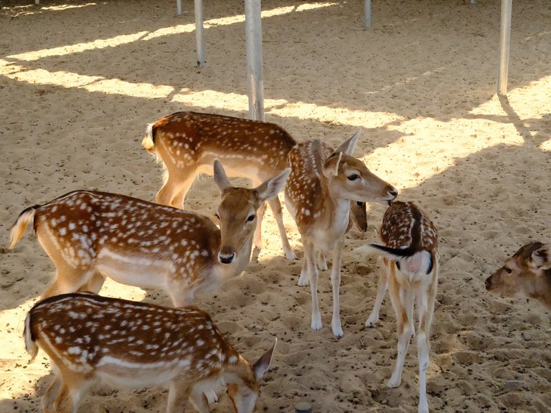 A group of spotted deer standing on sandy ground under a structure.