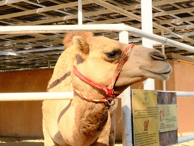 A close-up of a camel in a pen, wearing a red halter, with a wooden structure in the background.