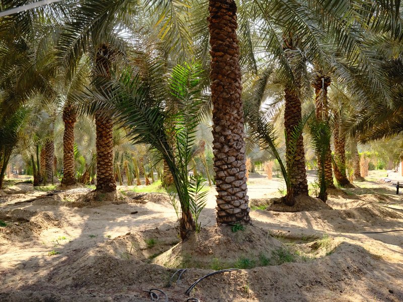 A grove of palm trees with sunlight filtering through the leaves, casting shadows on the sandy ground.