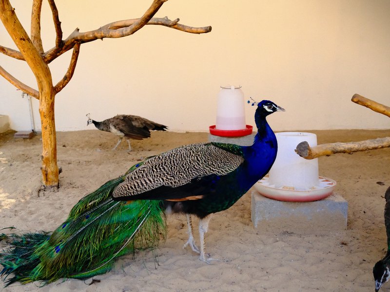 A peacock with vibrant blue and green feathers stands in a sandy enclosure with a tree branch.
