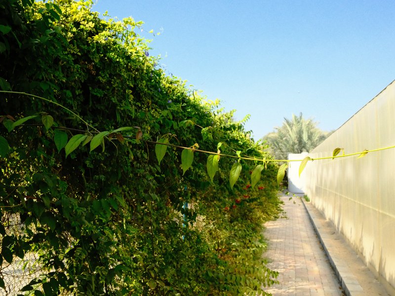 A lush green vine growing along a wall under a clear blue sky.