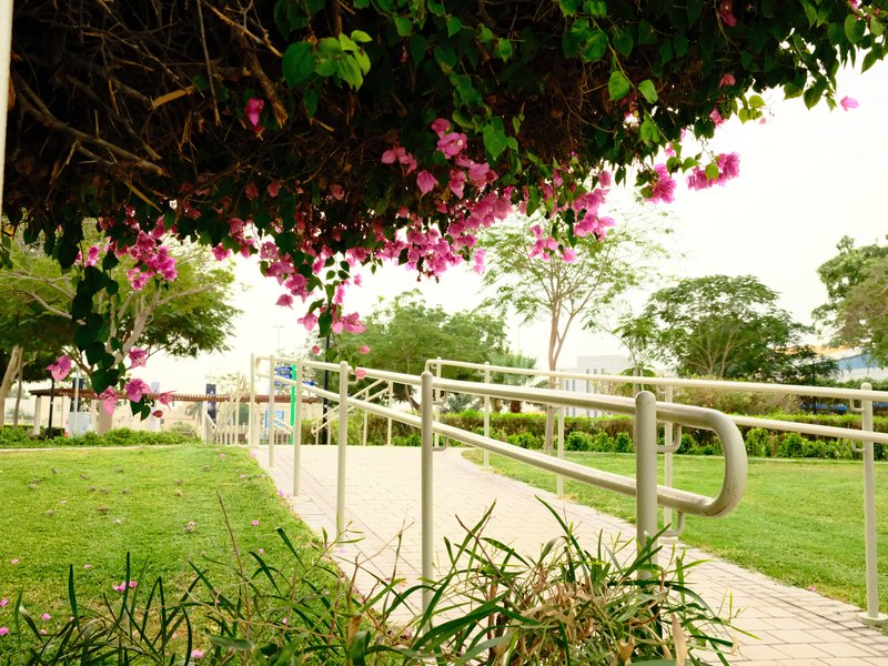 A pathway lined with vibrant pink flowers and greenery, leading through a park-like setting.
