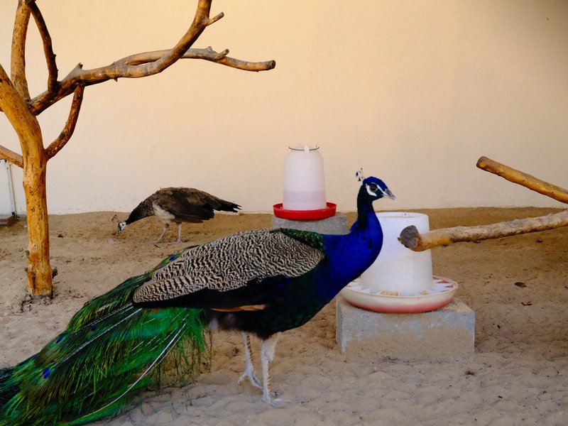 A peacock with vibrant blue and green feathers stands near a feeding station in a simple indoor setting.