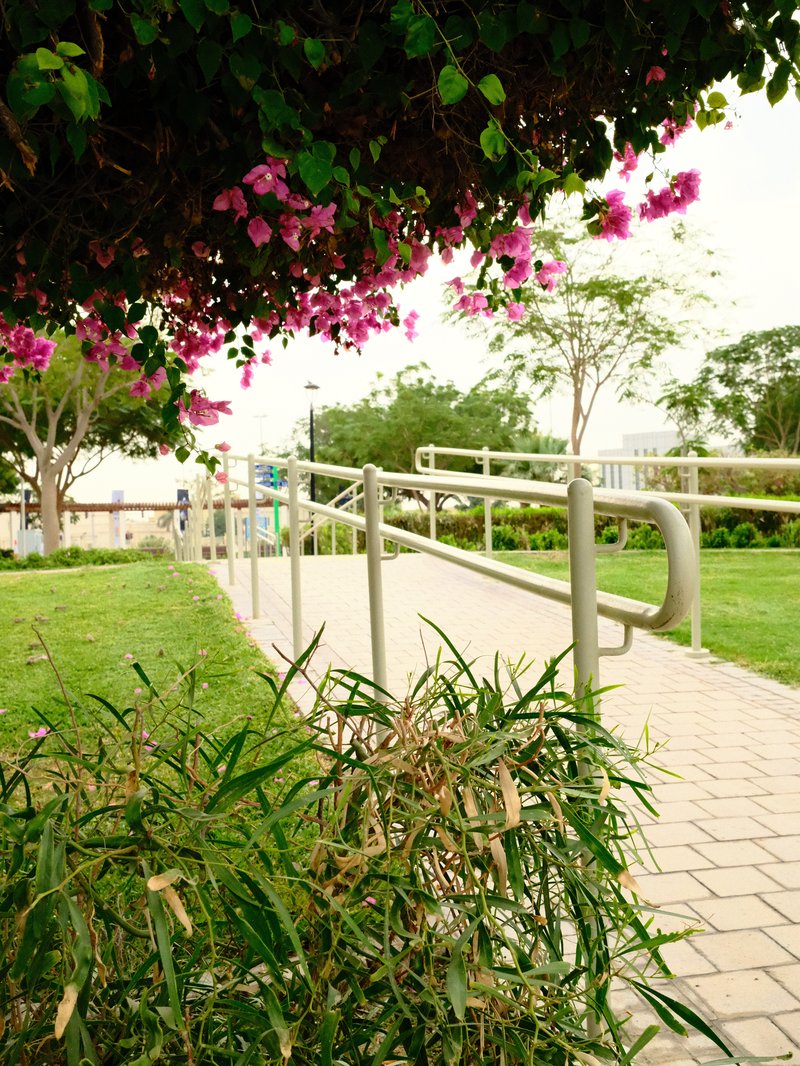 A pathway in a park with blooming flowers and greenery, creating a serene atmosphere.