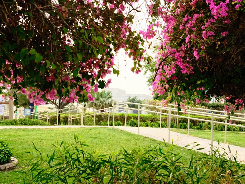 A vibrant garden scene with pink flowers and lush greenery framing a pathway.