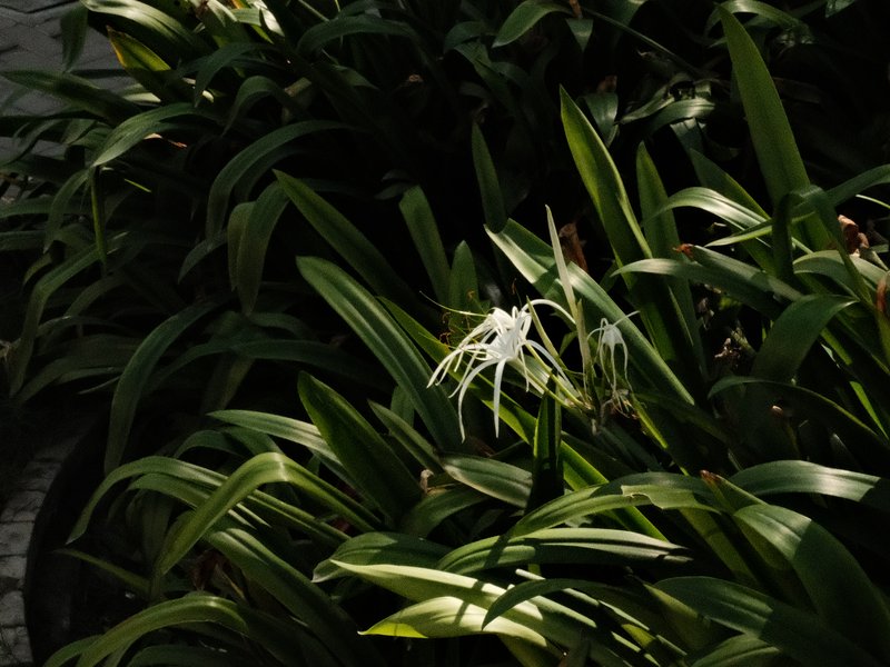 A single white flower amidst lush green foliage in a dimly lit setting.