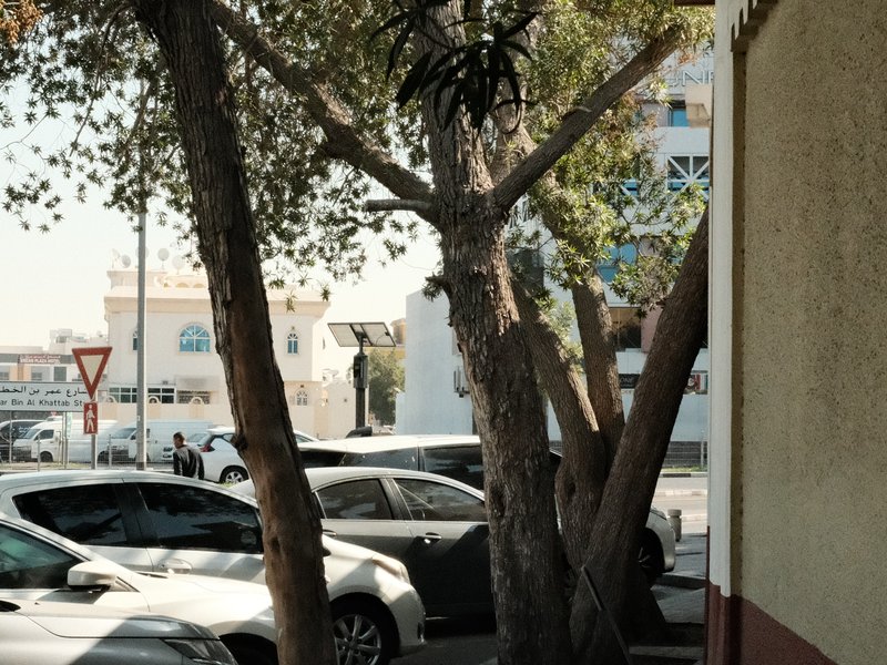 A street scene with trees, parked cars, and buildings in the background under bright sunlight.