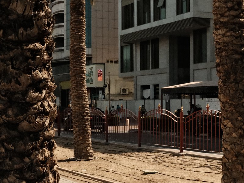Palm trees framing a street scene with a bus stop and buildings in the background.