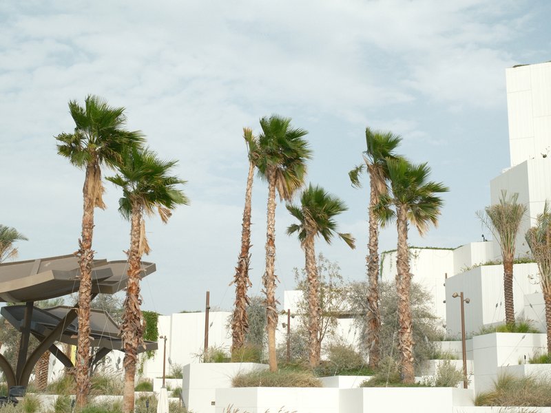 A cluster of tall palm trees in front of white modern architecture under a cloudy sky.