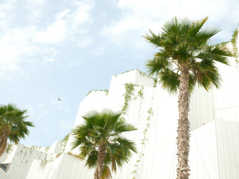 Palm trees against a bright sky with a white building in the background.