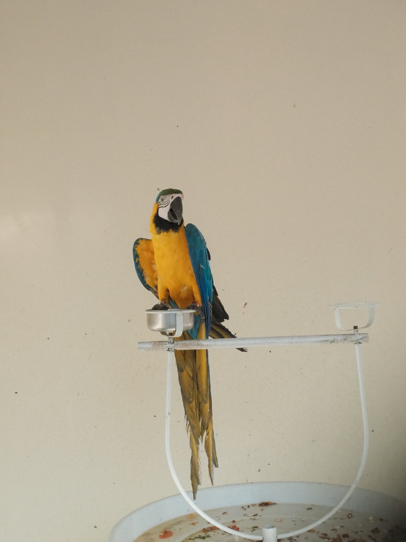 A colorful parrot perched on a white stand against a light background.