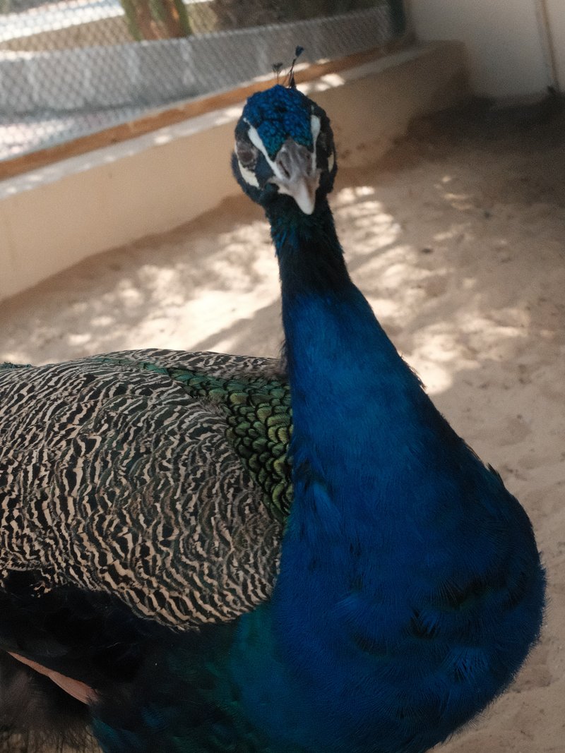 A close-up of a peacock displaying its vibrant blue feathers in a sandy environment.