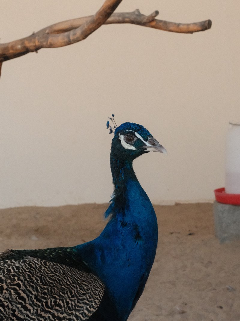 A close-up of a peacock with vibrant blue feathers, set against a neutral background.