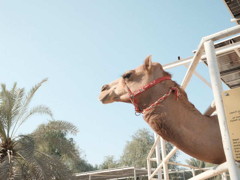 A camel with a red harness against a clear blue sky, surrounded by palm trees.