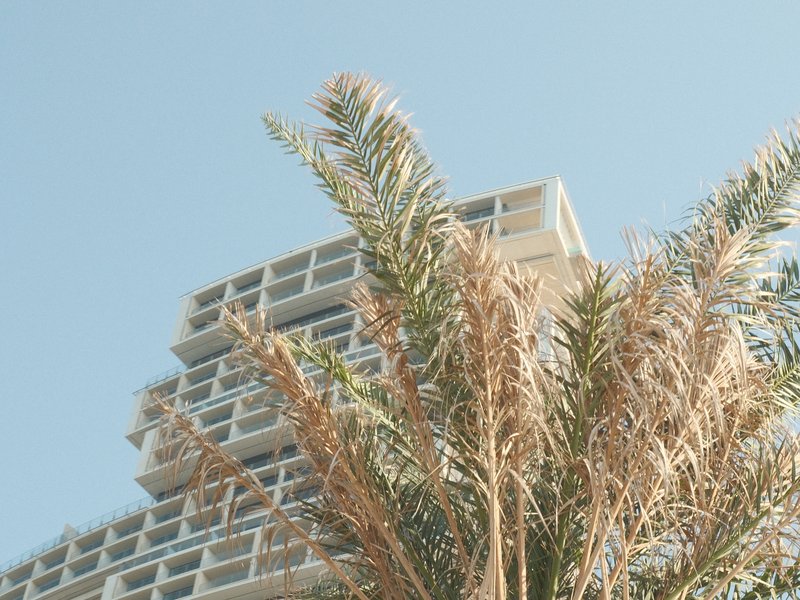 A close-up of a palm tree with a modern building in the background against a clear blue sky.