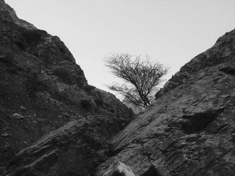 A solitary tree stands between two rocky cliffs in a monochrome landscape.