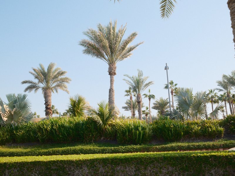 A sunny scene featuring tall palm trees against a clear blue sky with lush greenery in the foreground.