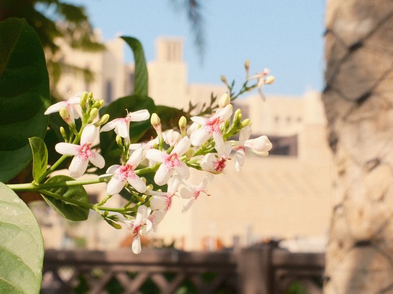 Close-up of delicate pink and white flowers with a blurred architectural background.