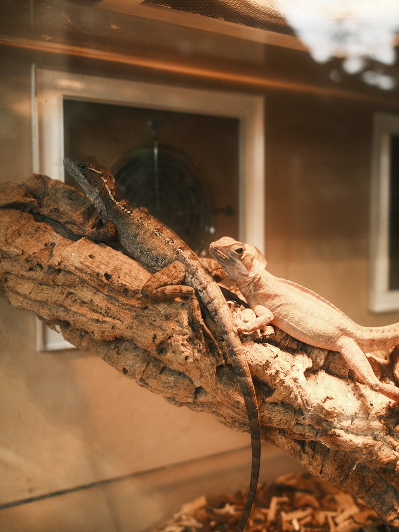 Two lizards resting on a textured branch inside a terrarium with a blurred background.