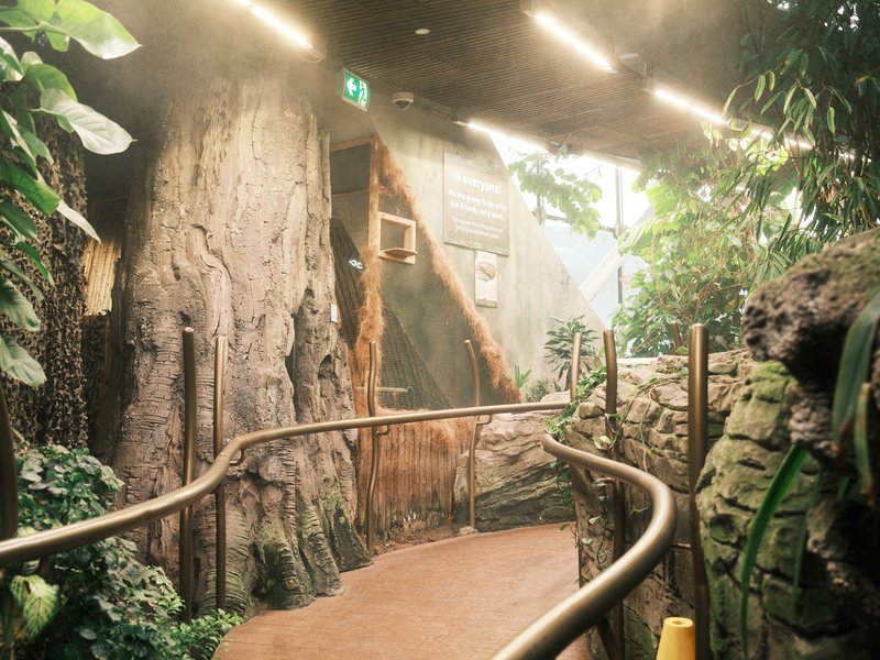A winding path through a lush indoor jungle with large rocks and greenery.