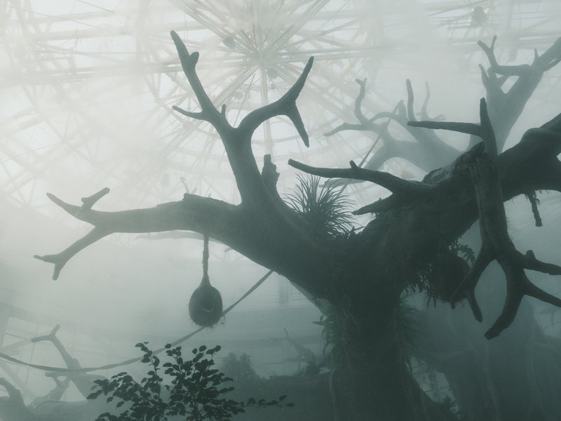Silhouetted trees and plants in a misty indoor environment with a glass ceiling.