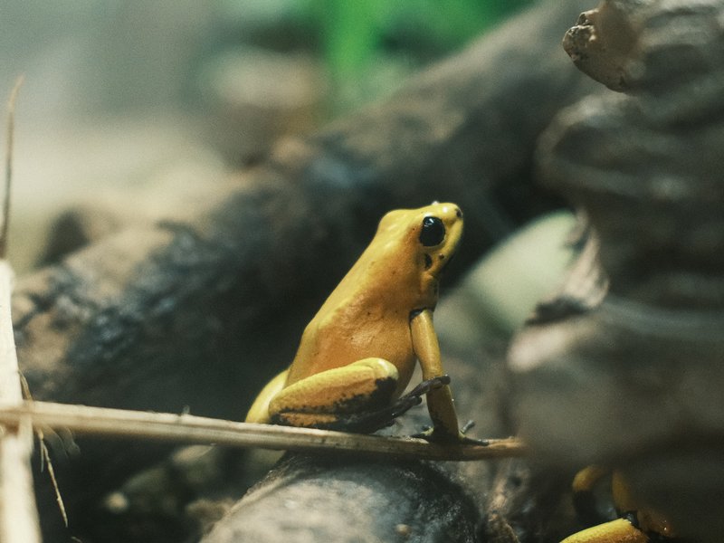 A close-up of a yellow frog perched on a branch among twigs and foliage.