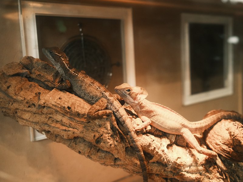Two lizards perched on a textured log inside a glass enclosure.