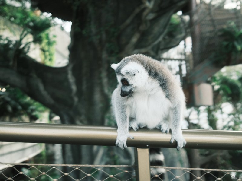 A lemur perched on a railing, surrounded by greenery in a zoo-like setting.