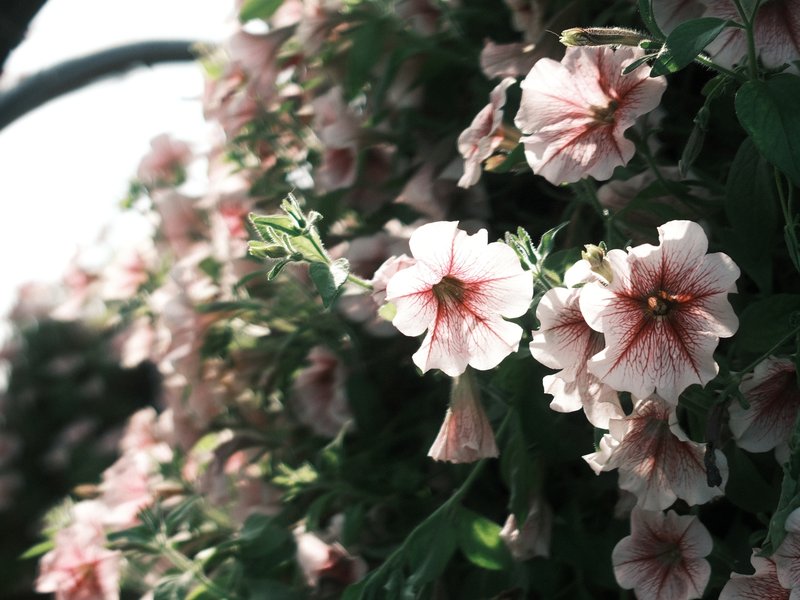 Close-up of pink flowers with delicate petals and red accents against a blurred background.