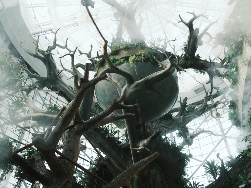 A glass dome with trees and greenery inside, viewed from below, creating a surreal atmosphere.