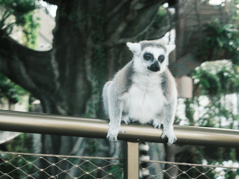 A lemur perched on a railing with a blurred background of greenery.