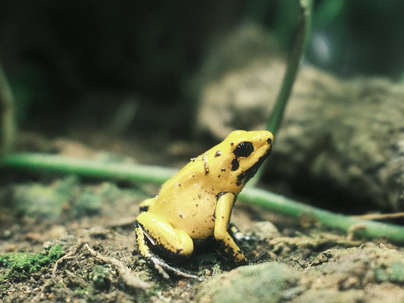 A yellow poison dart frog perched on the ground among foliage and natural debris.