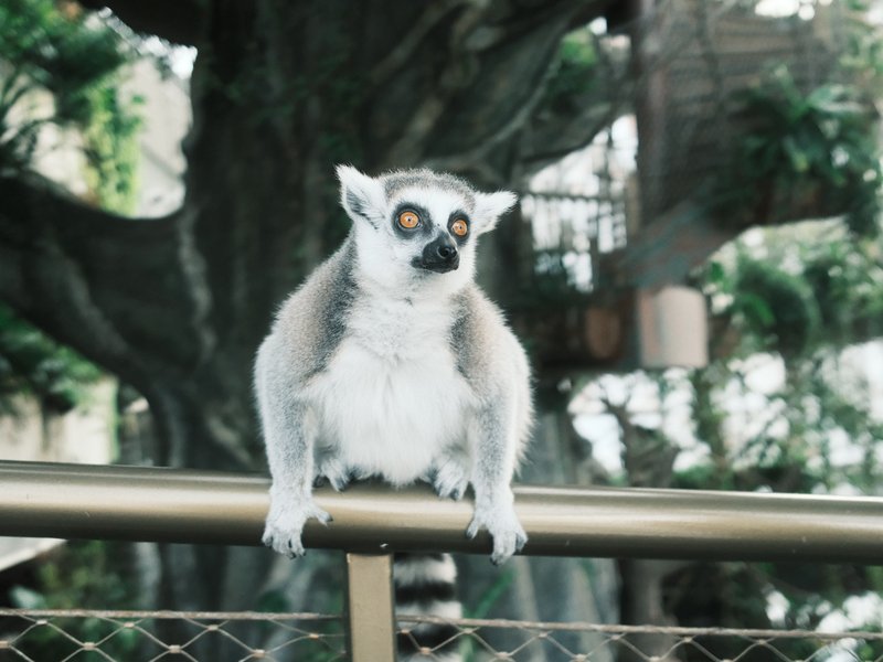 A lemur sitting on a railing with a blurred background of greenery.
