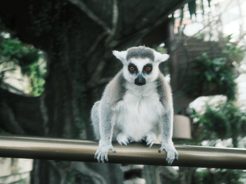 A lemur perched on a railing with a blurred natural background.
